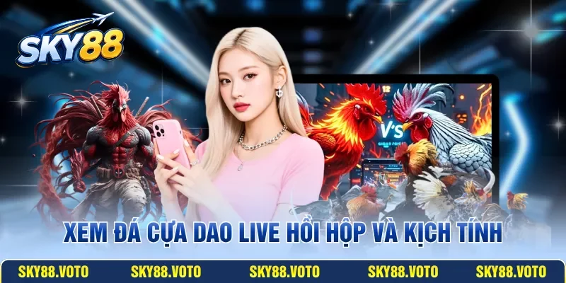Xem đá cựa dao Live hồi hộp và kịch tính